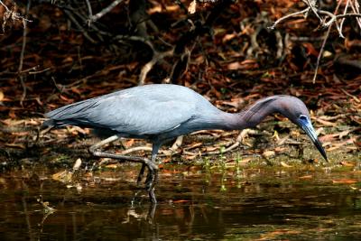 Little Blue Heron