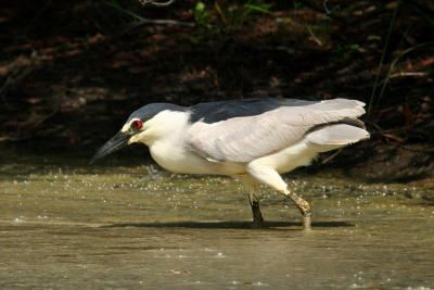 Black-crowned Night Heron