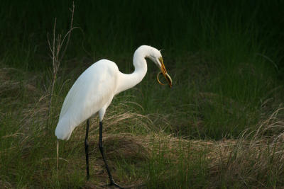 Great Egret caught an eel