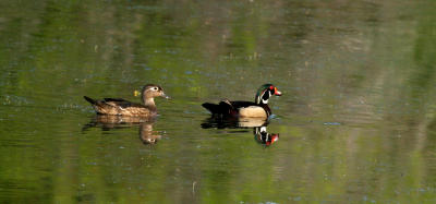 Wood duck
