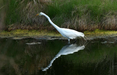 Great Egret