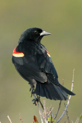 Red Winged Blackbird (male)