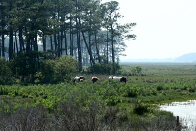 Chincoteague Wild Horses