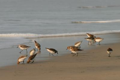 Sanderling