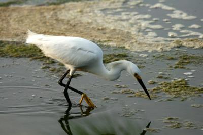 Snowy Egret