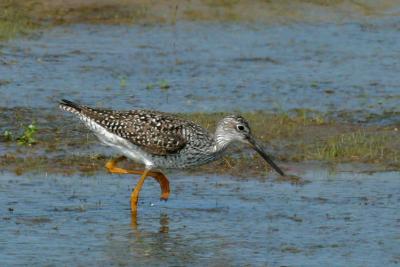 Greater Yellowlegs
