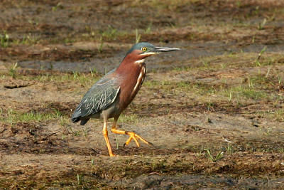 Green Backed Heron