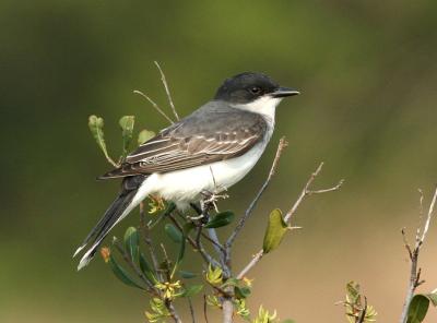 Eastern kingbird