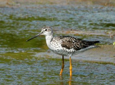 Greater Yellowlegs
