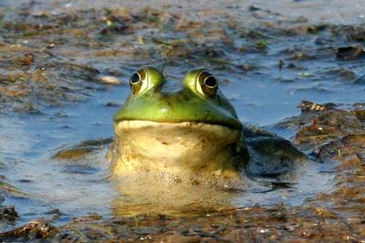 Green Frog (Rana clamitans melanota)