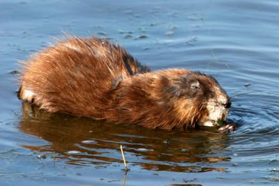 Muskrat