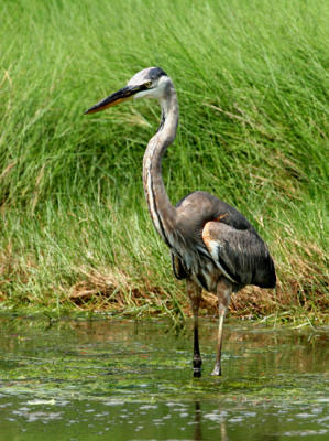 Great Blue Heron