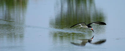 Black Skimmer