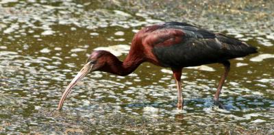 Glossy Ibis