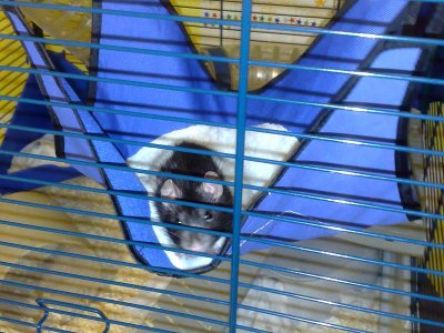 trixie01.jpg