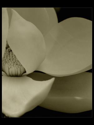 ...magnolia #1...