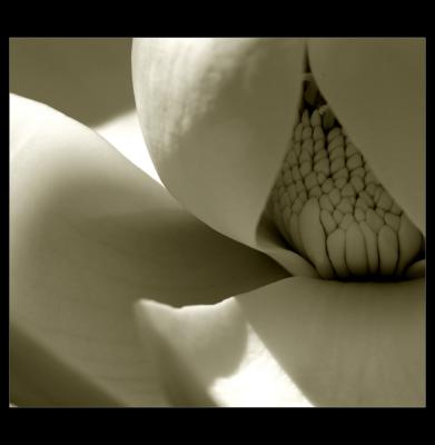 ...magnolia #2...