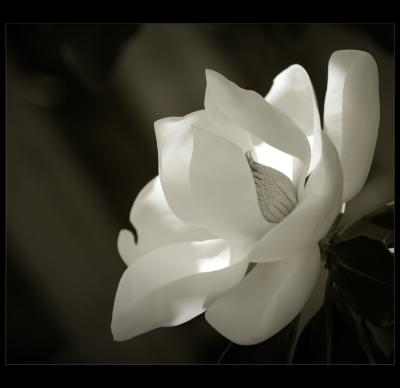 ...magnolia #3...