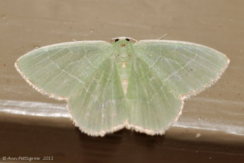 Red-fringed Emerald