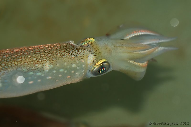 Flashing Squid