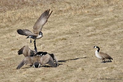 Canada Goose Fight