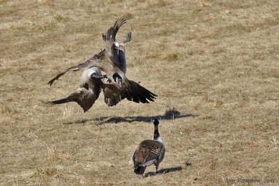 Fighting Canada Geese