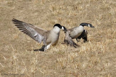 Fighting Canada Geese