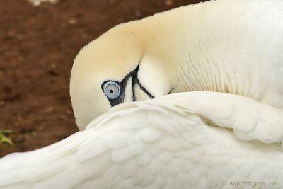 Northern Gannet Preening