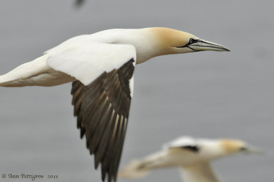 Northern Gannet