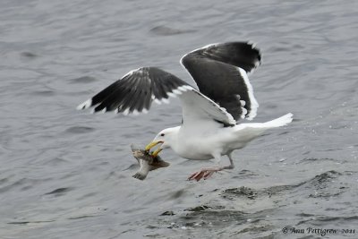 Great Black-backed Gull with Flounder