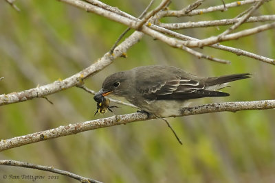 Olive-sided Flycatcher with Bumble Bee