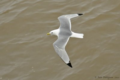 Black-legged Kittiwake