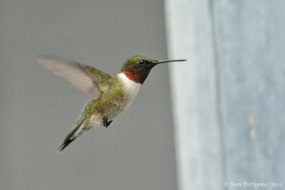 Ruby-throated Hummingbird