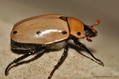 Grapevine Beetle