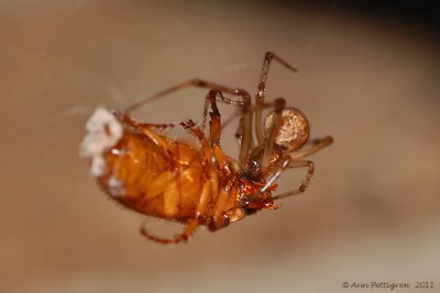 Spider with May Beetle