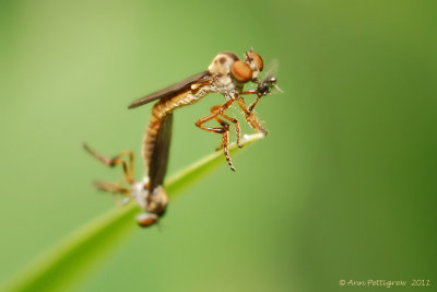Holcocephala Robber Fly