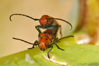 Red Milkweed Bugs Mating