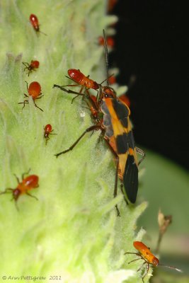 Large Milkweed Bug with Nymphs