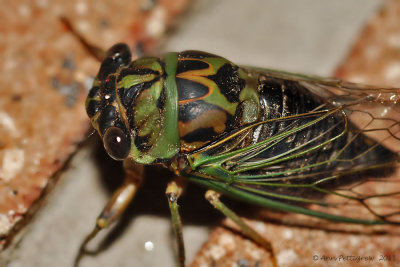 Dog-day Cicada