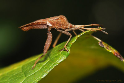 Leaf-footed Bug sp.
