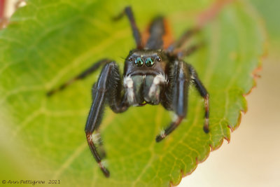 Brilliant Jumper - Male