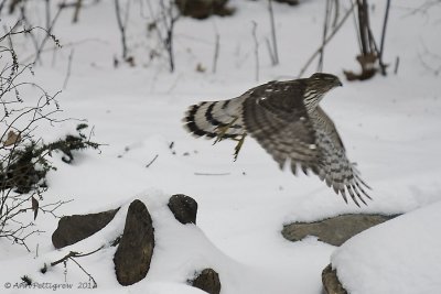 Coopers Hawk - Juvenile