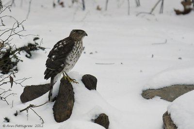 Cooper's Hawk - Juvenile