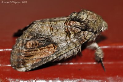 Heterocampa obliqua