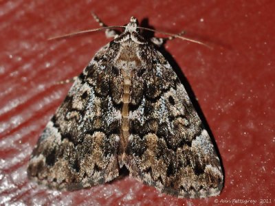 False Underwing