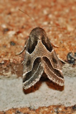 Ragweed Flower Moth