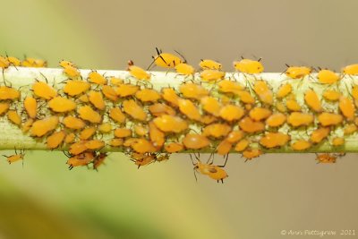 Oleander Aphids on Swamp Milkweed