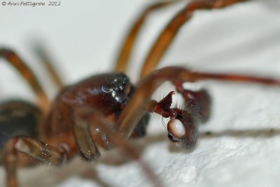 Spider sp. (Male)