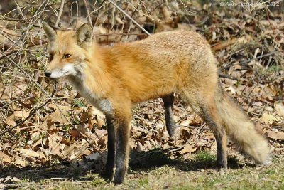 Red Fox