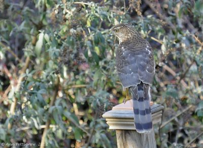 Cooper's Hawk - Juvenile